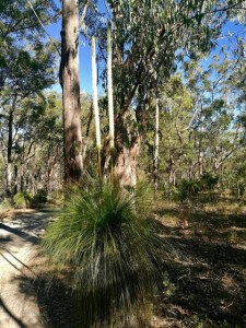 Brisbane toohey forest grass trees