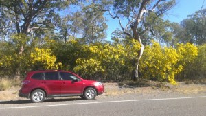 forester wattle