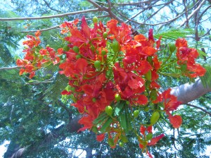 poinciana
