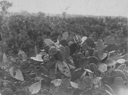 prickly pear, dulacca, 1910