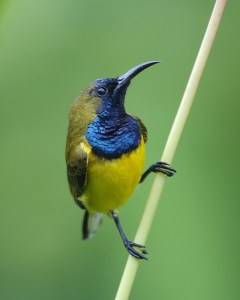 sunbird Cinnyris_jugularis_(male)_-Singapore_Botanic_Gardens-8