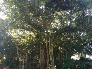 IMG_20180703_091017_resized_20180714_112352448