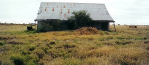 Tara Homestead 2000 shearing shed