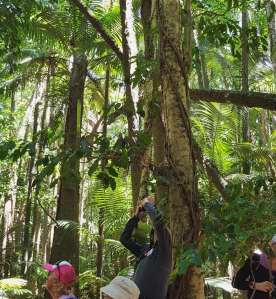 mackay reliance creek nat park mackay conservation group