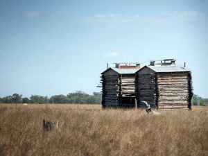 bindii tobacco barns