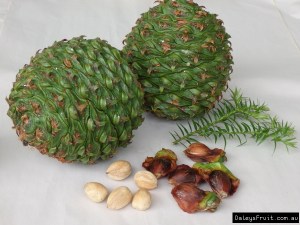 bunya 4 daleys fruitAraucaria-bidwilli-Bunya-Nut-146