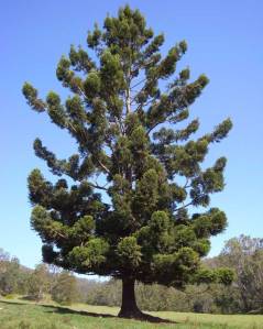 bunya hoop Araucaria-cunninghamii-MF-13333-large