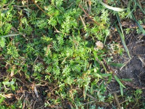 texas Bindii1-800x600