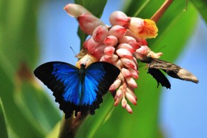 golden gumboot Australian_Butterfly_Sanctuary_Ulysses-8-1024x685