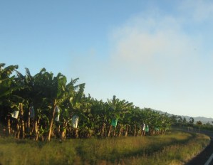 golden gumboot bananas