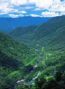 golden gumboot tully gorgr