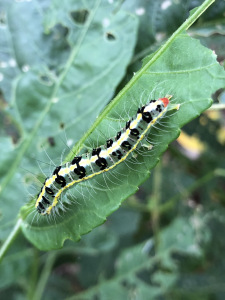Transverse Moth - Xanthodes transversa - caterpillar 2 - 29 Mar 2020
