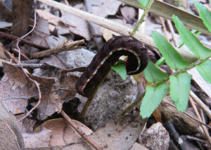 White Tangle ~ Callopistria maillardi - Fox Gully Bushcare - 24 Mar 2020