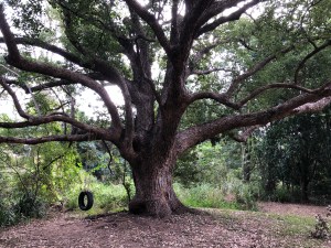 19809E7F-6F52-4030-8B9A-386107A75834