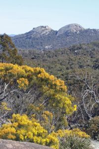 camper girraween wattle pininterest.co.uk