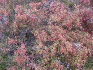 DC5F6A51-E21B-4121-B73E-AF5E0BE20DE8