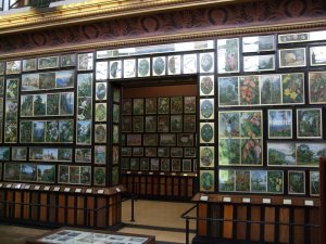 botanic marianne north