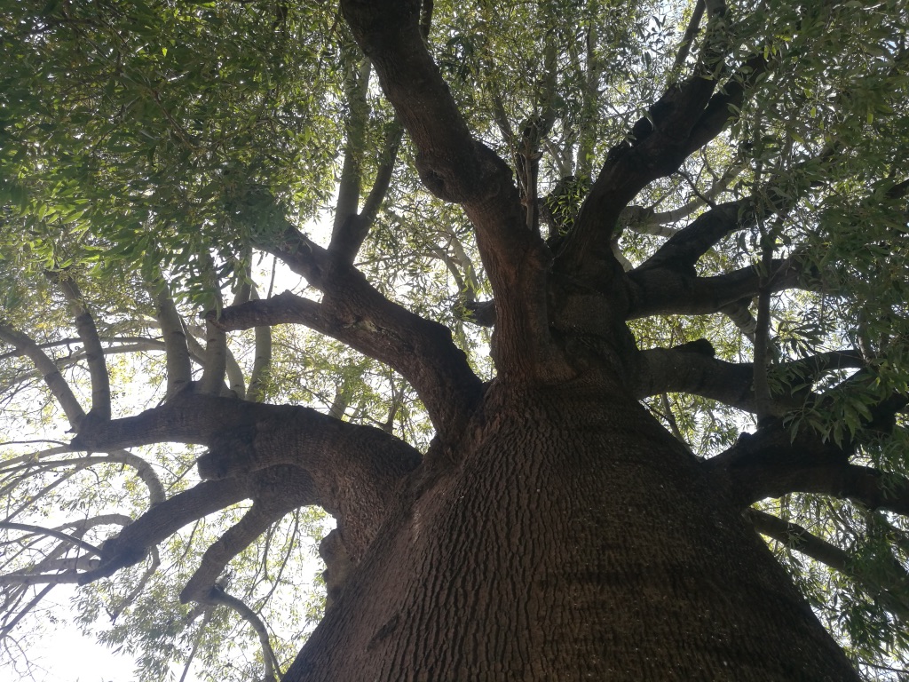 りょむ ✳︎プロフィール必読✳︎　Bottle TREE Bottle Trees – Queensland Stories