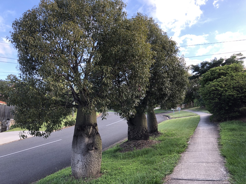 Bottle Trees – Queensland Stories